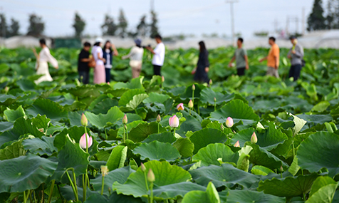 杞麓湖畔荷花开生态农旅添活力