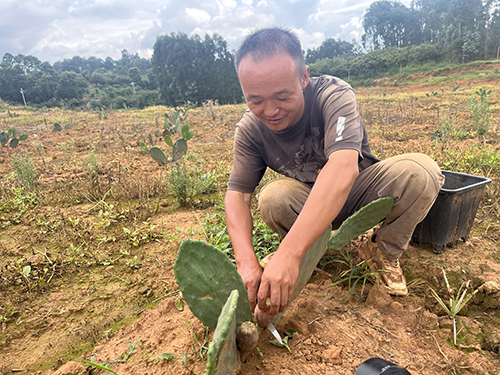种植食用仙人掌 特色农业促增收.jpg